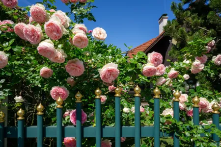 Heckenrosen