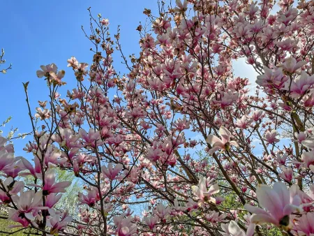 Magnolienbaum