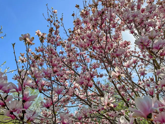 Magnolienbaum