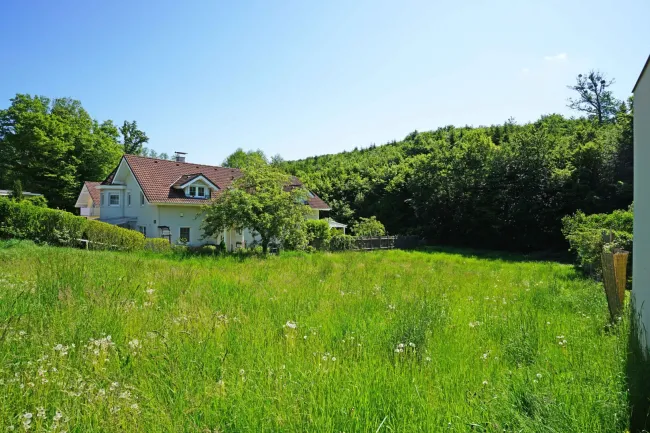 Blick nach Osten Richtung Wald