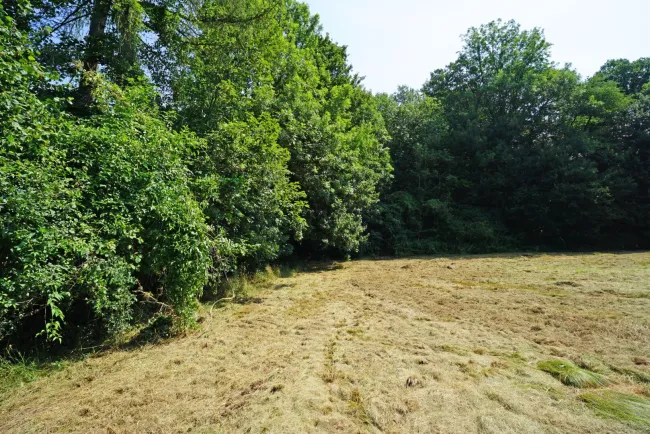 Ebenes Baugrundstück in sonniger Ruhelage nur 2 km vom Pressbaumer Zentrum - Bild