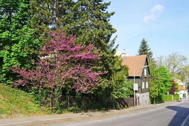straßenseitige Liegenschaftsansicht