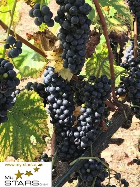 Weinrebe