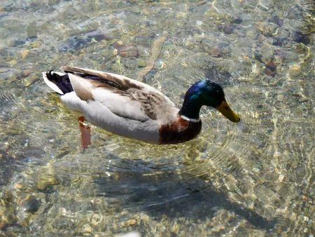 Der Zeller See | Landhausvilla Thumersbach