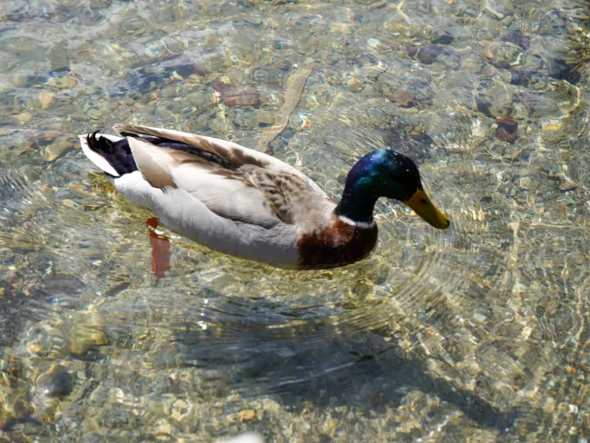Der Zeller See | Landhausvilla Thumersbach