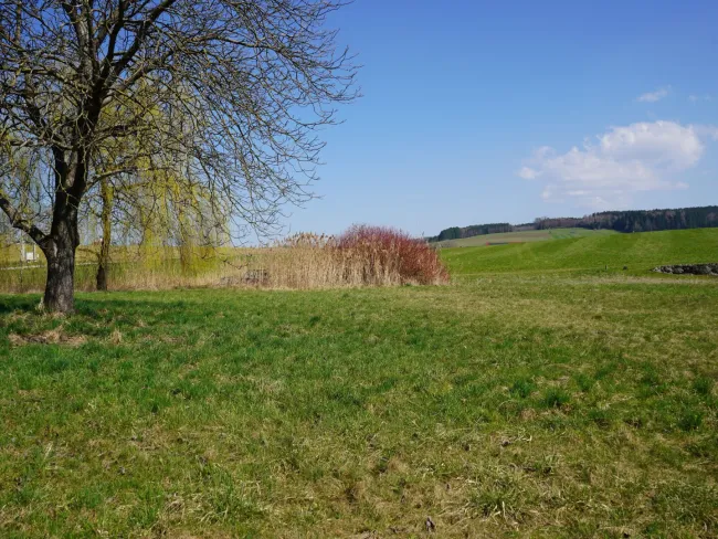 BAUEN NAHE SALZBURG | Leistbares Baugrundstück in Moosdorf am Grünland | Für Ihr Einfamilienhaus - Bild