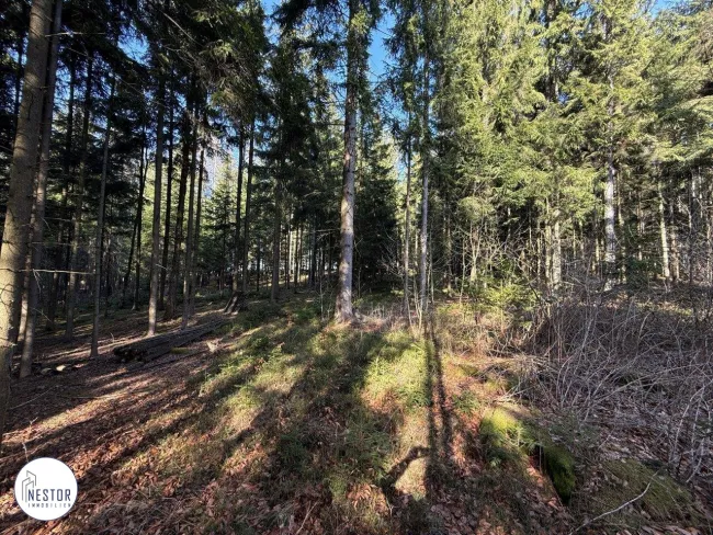 Fischteich - NESTOR Immobilien