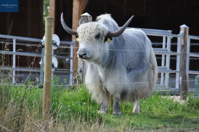 Yak 1