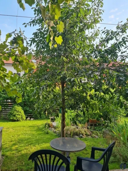 Kirschbaum im Garten