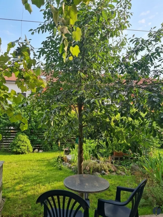 Kirschbaum im Garten