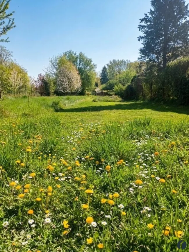 Wiese vor dem Grundstück