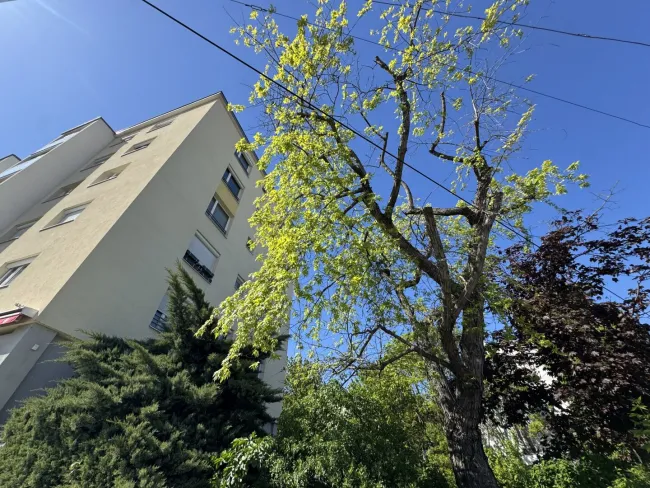 WUNDERSCHÖNE WOHNUNG IN GUTER HIETZINGER LAGE - Bild